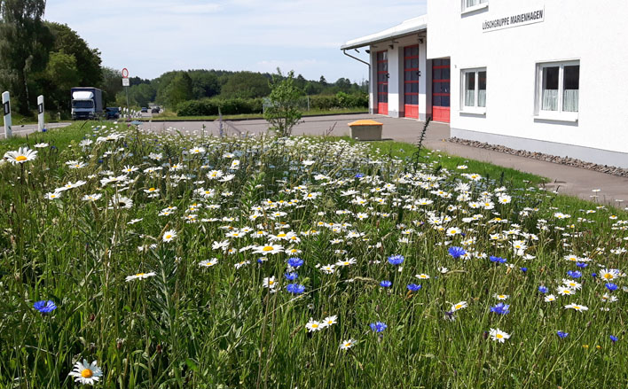 Am Feuerwehrhaus in Marienhagen blhte bereits eine Wildblumenwiese. Weitere werden mit Hilfe der Frderung folgen. Foto: Stadt Wiehl