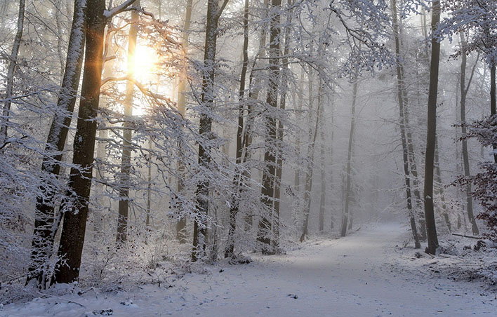 Wissenswertes ber den Winterwald vermittelt das Familienbro mit Hilfe von Igor Igel. Foto: pixabay